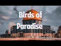birds of Paradise firas x muad (No music only vocals) beautiful Nasheed #freepalestine