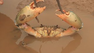 No one catches the blue crabs in the abandoned farm, all of them are king crabs