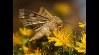 Truth and Fiction About Goldenrods -- And Their Role as Pollinator Powerhouses