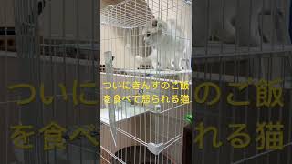 ペットホテルGibeon・番猫ラテ　きんす