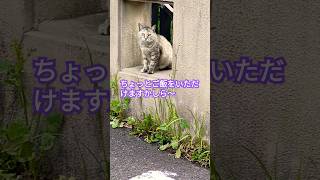 😽あの〜お腹が空いたのでご飯をいただけますかしら〜#shortsお猫様