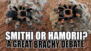 How To Identify Brachypelma smithi vs hamorii