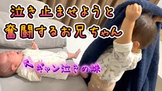 【ギャン泣きの妹を泣き止ませるのだ！がんばれお兄ちゃん😊】2歳＆0歳2ヶ月 Japanese baby