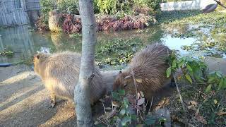 常盤動物園カピバラ!ときわ動物園に行ってみたNO.6！中南米の水辺ゾーン　はじめてのときわ動物園入った瞬間に今までの動物園とちがう雰囲気が…　#yuairu_life #HSP