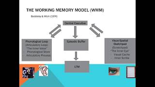 Memory - The Working Memory Model