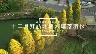 |島嶼的蒼穹空拍207|新竹北埔|六塘落羽松開始變色了!聖誕節近了 4K空拍 Bee Show 2020 TAIWAN