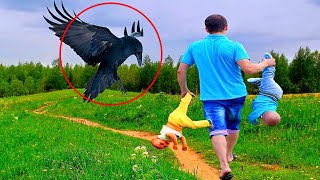 A drunken father dragged his kids into the woods. But look what the raven did!