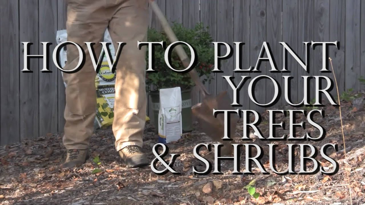 B.B. Barns Presents How To Plant Trees And Shrubs - YouTube