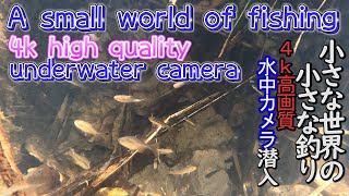 【タナゴ釣り】A small world of fishing 4k high quality underwater camera