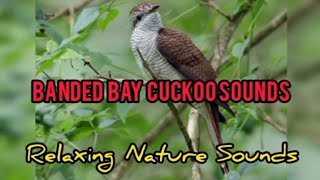 Banded Bay Cuckoo Sounds || Relaxing Nature Sounds