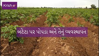 બટાકામાં સ્કેબ (ભીંગડાં) રોગનું પ્રબંધન | Scab Management in Potatoes