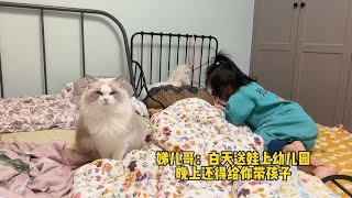 布偶猫：来你家五年多给你带大了两娃，我对得起我吃的每一口粮【猪娣儿是一只猫】