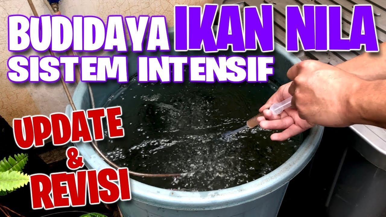 UPDATE & REVISI Budidaya Ikan Nila Sistem Intensif - YouTube