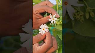 ఈ రెండు పారిజాతం పువ్వులు కి తేడా చూడండి/parijat flowers/#parijat/#mygarden/#gardening/#shortvideo