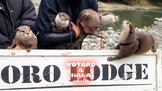 豪華カワウソ大集結！親友アティと双子コムギと川に来たー！ Four Awesome Otters Get Together!