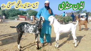 2 October 2024Luddan Bakra Mandi Latest Update Mujtba Goat Farm Luddan 03121692037