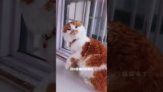 这辈子不可能找对象了反骨猫没有一口猫粮是白吃的 猫咪不服气的样子全在脸上 斤的猫斤的反骨