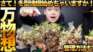 万物想始めちゃいますか！冬型塊根の超人気種ご紹介！