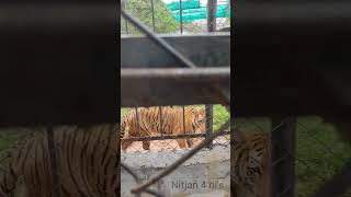 TIGER | VANDALUR ZOO TIGER | TIGER RHYMES | TIGER WALKING #zoo #tiger #shorts