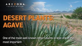 Desert Plants: Agave