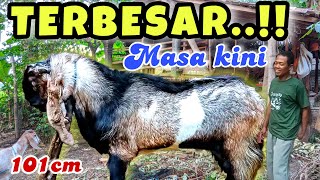 KAMBING JAWA RANDU SUPER JUMBO..! KAMBING TERBESAR