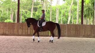 Grand Prix Gelding