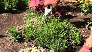 How to Clip a White Lavender : Grow Guru