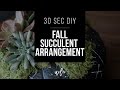 Fall DIY & Decor Challenge 2016 | 30 Second DIY Fall Succulent Arrangement