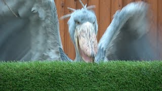 隠れながら怒るハシビロコウ【11月のふたば】Hiding and getting angry Shoebill