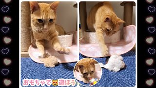 むぎっちゅ☆おもちゃ探す猫♡おもちゃで遊ぼう♡