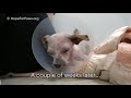 Homeless dog fights us even though he was badly injured! #dog