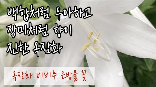 옥잠화 꽃 키우기 | 비비추 은방울 구별하는 법 |옥잠화 번식  노지 월동 가능