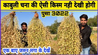 काबुली चने की ऐसी किस्म नही देखी होगी | Kabuli Chana | Chane ki kheti | Chana ki kheti | Pusa 3022 |