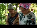 harvesting the wild coffee herb from the forest making natural coffee