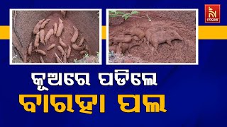 କେନ୍ଦୁଝର ସଦର ରେଞ୍ଜ ଭଗାମୁଣ୍ଡା ଗାଁରେ ଏକ ପରିତ୍ୟକ୍ତ କୂଅରେ ପଡିଗଲେ ବାରହା ପଲ | Nandighosha TV