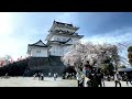 【介護レク】オンラインお花見ツアー：アキラ100％と行く小田原城址公園（ダイジェスト）