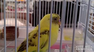 セキセイインコのぴーちゃん　生後３か月　オス