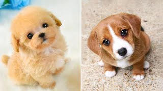Baby Dogs 🔴 Cute and Funny Dog Videos Compilation #38 | 30 Minutes of Funny Puppy Videos 2022