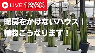 【切り抜き動画】暖房をかけないハウス！植物こうなります！