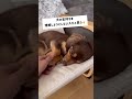 ボクが思う犬を飼ってはいけない人😔