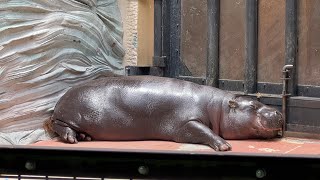 モトモトくんお昼寝中【2023年6月8日】【上野動物園】コビトカバ