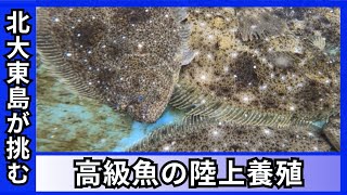 「1日で全滅…」「仕入れの移動に2日」北大東島が挑んだ高級魚の養殖　年間出荷量10万匹を目指して