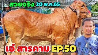 เอ๋สารคาม EP.50 | 20 พ.ค.65 ทีเด็ดวัวงามแม่ลูกสวยๆมาพร้อมวัวท้องเฟรมใหญ่ ฟาร์มนี้ไม่เคยทำให้ผิดหวัง