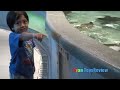 Stingray Feeding for Kids at the Aquarium!