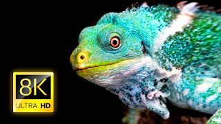 Amazing Reptile Collection 8K ULTRA HD / 8K TV