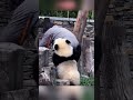 小熊宝宝太粘人了，奶妈在打扫都要求抱抱 pandacub animals pandachina funny giantpanda cute zoo cutepanda パンダ君