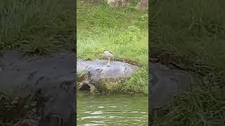 夜鷺2,想吃魚!