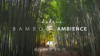 🎧 Walking Bamboo Forest, Nature Ambience | Feel KOREA 4K Binaural Nature ASMR | Jungnogwon, Damyang