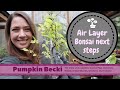 Hornbeam Bonsai - Removing the air layer