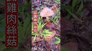 雷公菇你認識雞絲菇嗎❗️大雨過後滿地冒出很多但好姑要學會區別